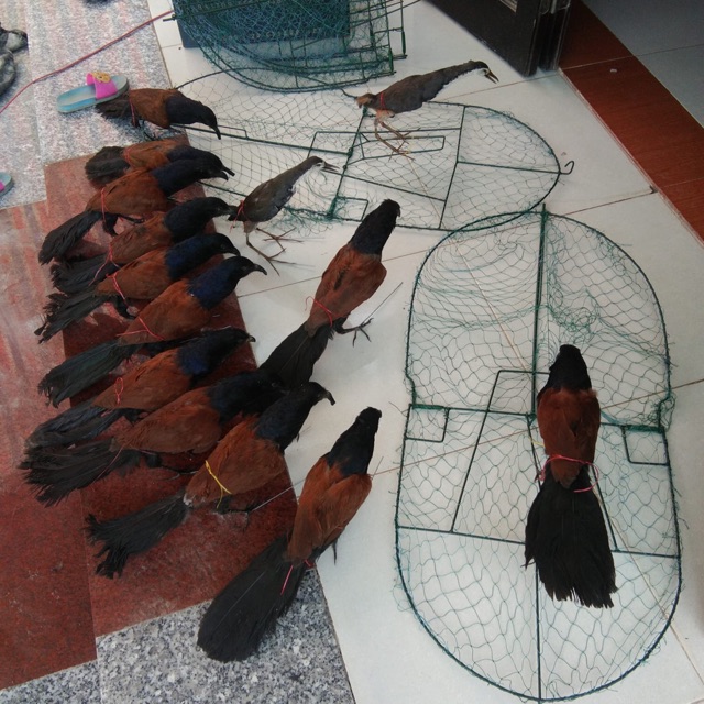 Mẹt bẫy chim bìm bịp