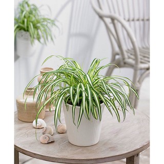 Cỏ Lan Chi ( Cây mẫu tử ) 10k/2cây [ mua 5c tặng 1c ]