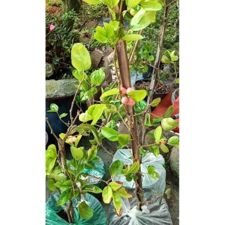 Cây si rô đang bông trái