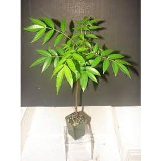 CÂY GIỐNG CÓC THÁI LÙN