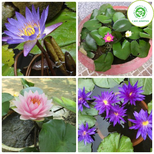 Cây súng thái đang hoa