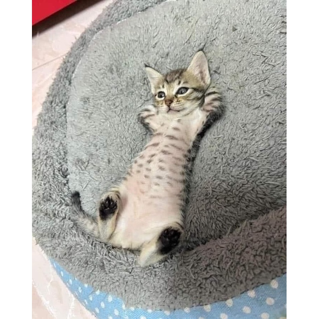 cục cức tan chảy