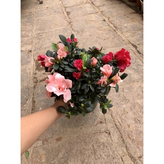 Cây Hoa đỗ quyên 2 màu (Ảnh thât).