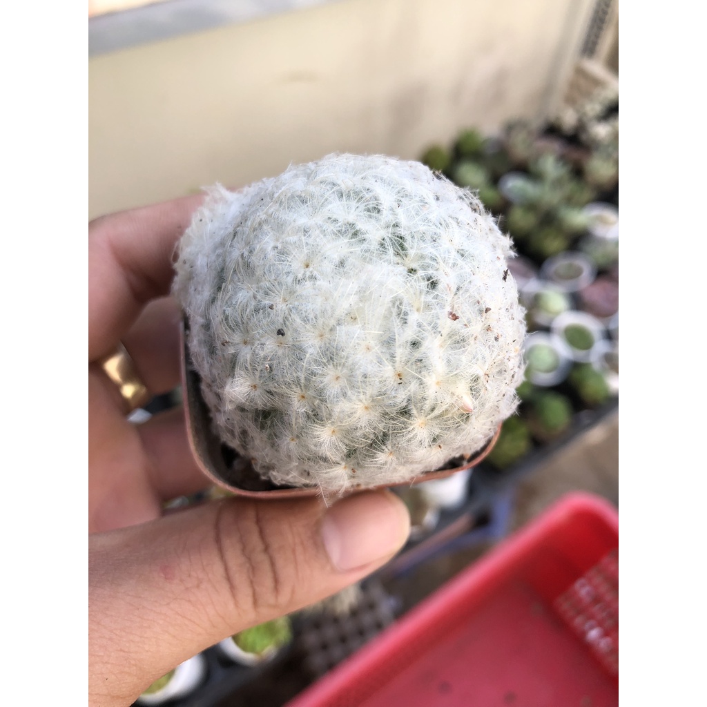 XƯƠNG XỒNG MAMI PLUMOSA - XƯƠNG RỒNG BÔNG GÒN - GAI MỀM DỄ THƯƠNG