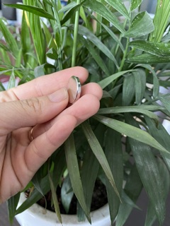 Nam châm viên tròn mỏng: 20x2mm