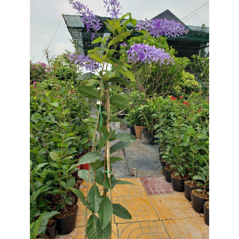 Cây Mai Xanh  hoa như hình