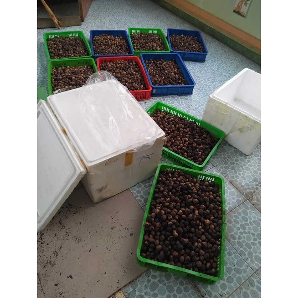 1kg Tỏi đen Hoshi loại 3 | BigBuy360 - bigbuy360.vn