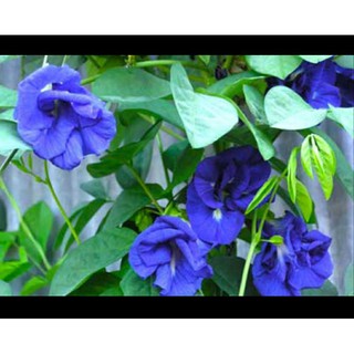 Cây giống hoa đậu biếc
