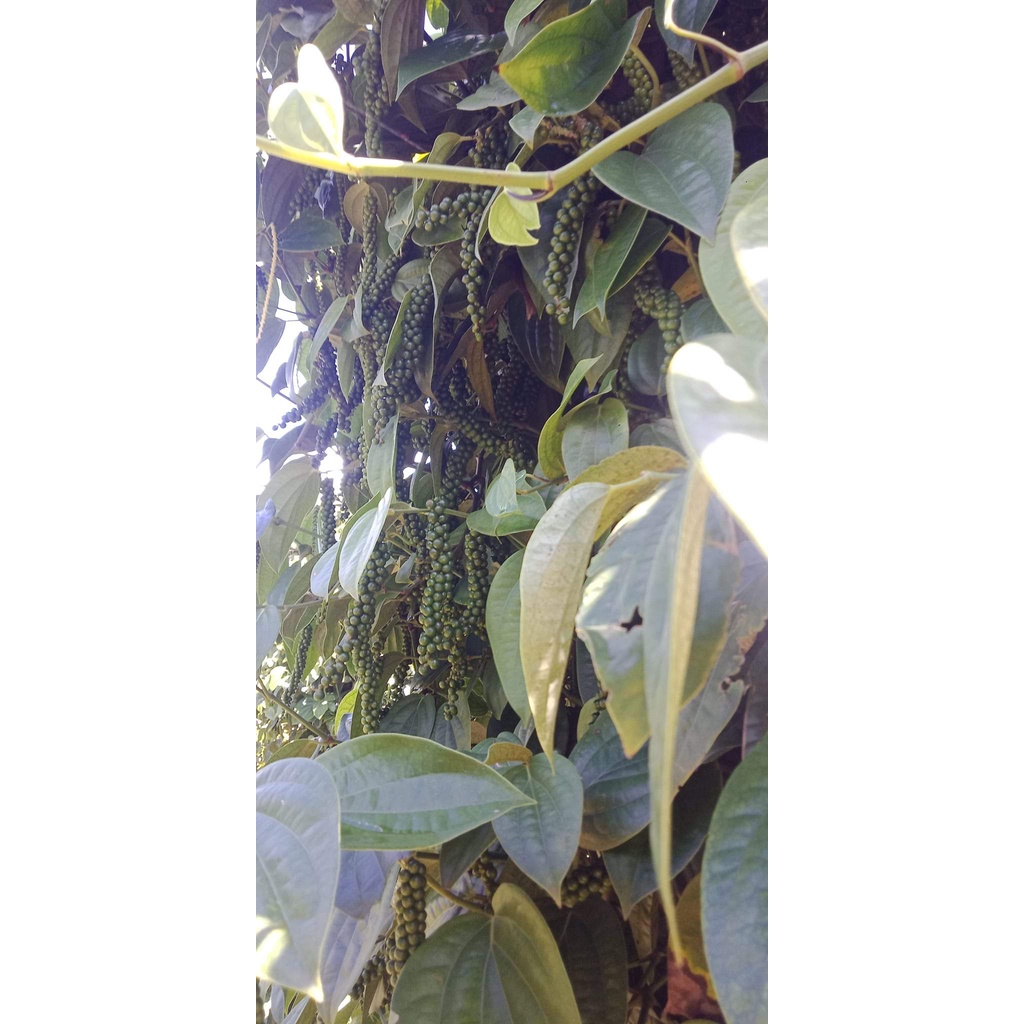 GIỐNG TIÊU SRYLANKA ( BẦU TO CÂY LỚN )