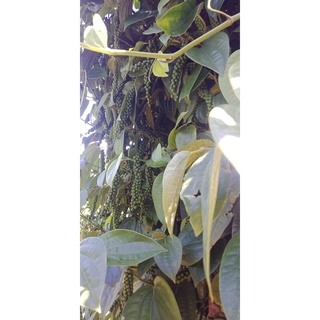 Giống tiêu srylanka