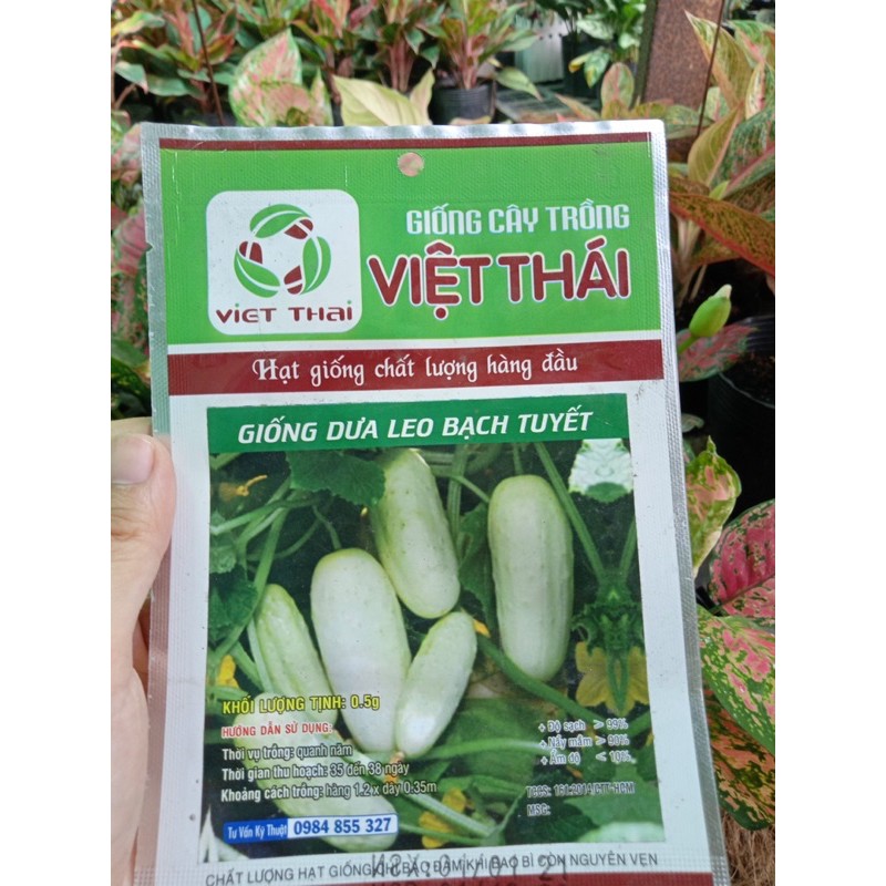 hạt giống củ quả rau sach