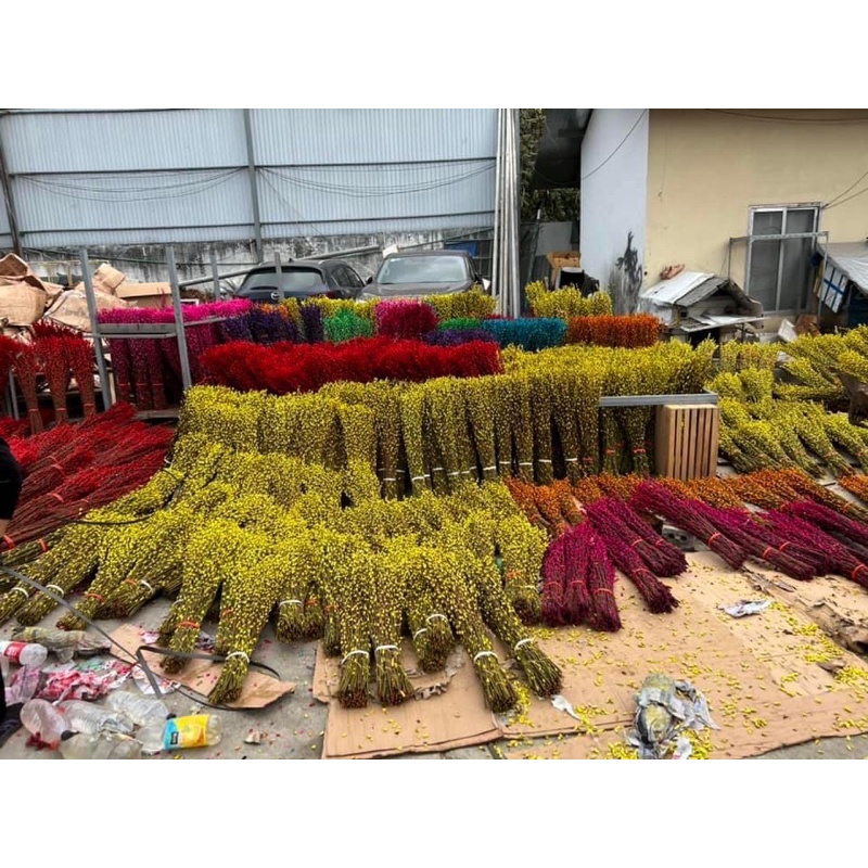 Nụ tầm xuân khô cao 80-1m❤️hoa cắm ngày tết , trang trí nhà cửa