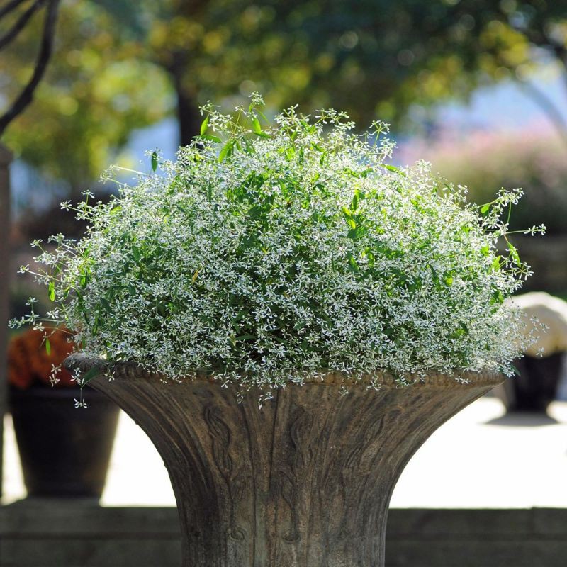 Hoa bạch tuyết( Diamond Frost)