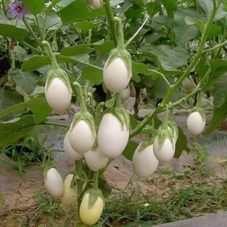 Hạt giống Cà Trứng TN