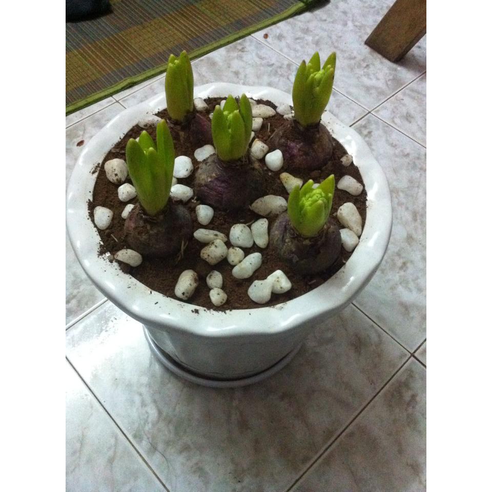 Củ giống hoa tiên ông hoa màu đỏ _dạ lan hương __ 1 củ