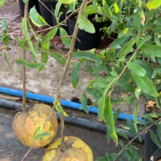 Cây Lựu đỏ... thái đang trái 1m6
