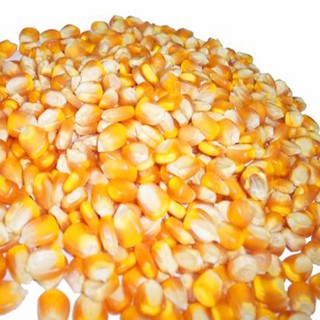 1kG Bắp Nổ - Mỹ (dùng làm món BẮP RANG BƠ)  NGON