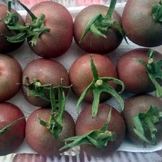 Hạt giống cà chua socola 1 gói 30 hạt