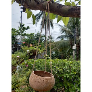 Chậu gáo dừa bộ 10