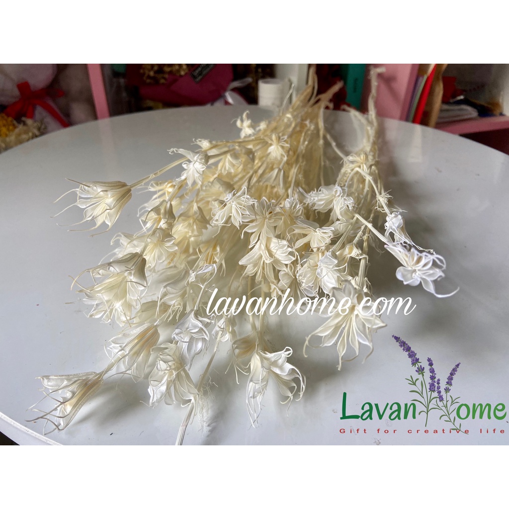 Hoa khô trang trí hoa bát giác khô 8 cánh Nigella, nhiều màu sắc nhẹ nhàng vintage chụp hình dễ thương, làm đồ hanmade