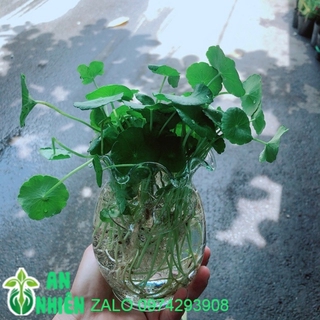 Chậu Cỏ Đồng Tiền Thuỷ Sinh