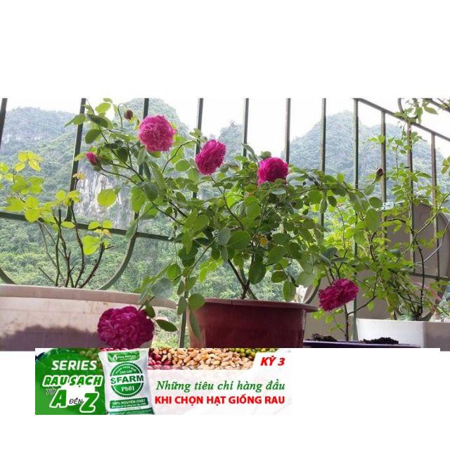 Gói 30 hạt giống hồng lùn siêu hoa mix màu ĐẾN MÙA TRỒNG TẾT