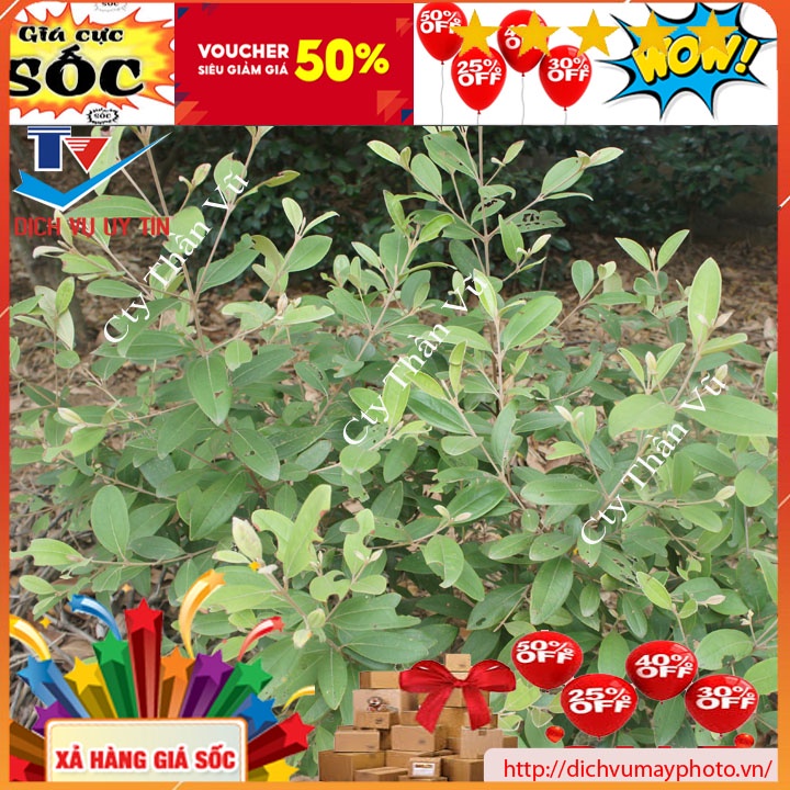 Giống Cây sim giống ta sim rừng ăn quả làm cảnh ngâm rượu hoa đẹp cây dễ trồng sức sống mạnh