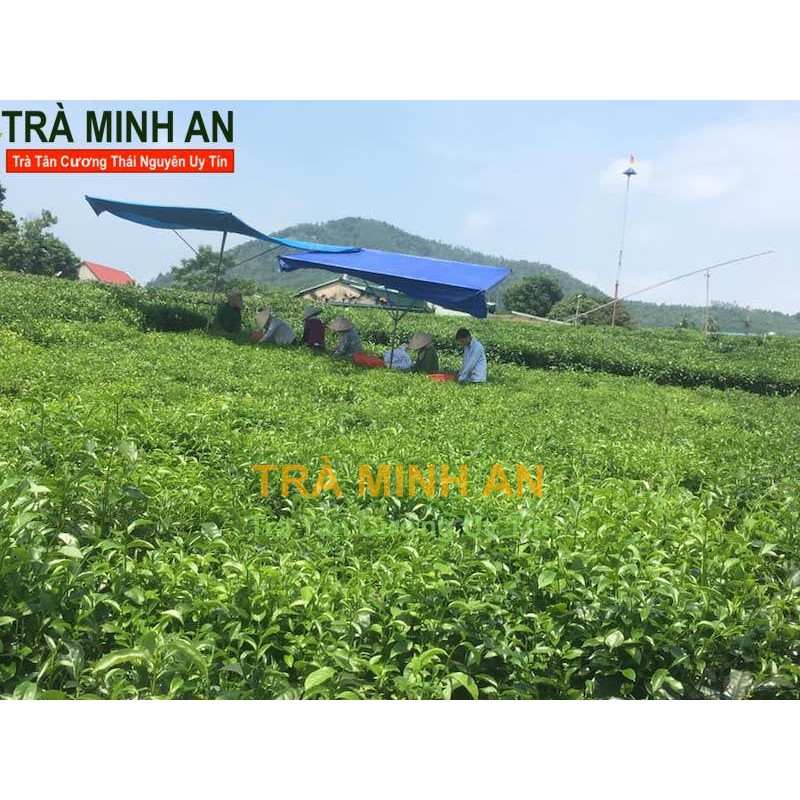 100gr trà Thái Nguyên Tân Cương - chè búp loại 1 vị đượm nước xanh ánh vàng tự nhiên cánh đẹp thơm, Xưởng Minh An uy tín