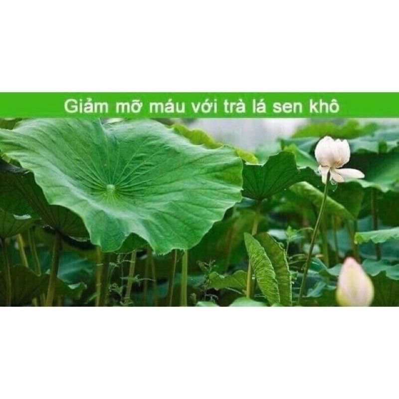 100gr Bột lá sen giúp ngủ ngon, giảm cân hiệu quả