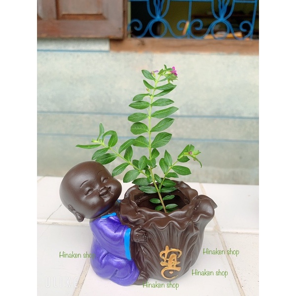 Combo chậu chú tiểu PHÚC LỘC THỌ và đế giả đá 3 ngăn
