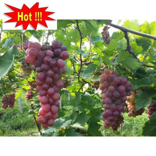 Gói 10 Hạt giống Nho pháp (tặng gói kích nẩy mầm và hướng dẫn)