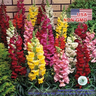 0.2GR 1000.HẠT Hạt Giống Hoa Mõm Sói Mix Màu (| -KD: B19*V12)