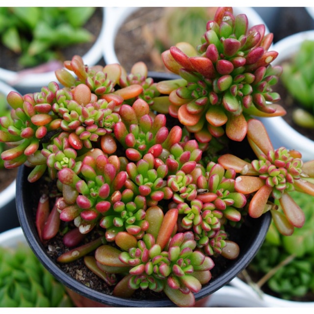 Sen Đá Sedum Kẹo Cam GLASS GARDEN chậu trung 9cm, Siêu đẹp khỏe, thuần khí hậu Đà Lạt, Lỗi 1 đổi 1