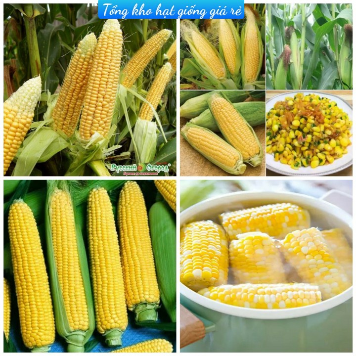 (Gói 30 hạt)Hạt giống bắp mỹ ngọt dễ trồng năng suất cao thơm ngon kháng bệnh tốt-Tổng kho hạt giống giá rẻ