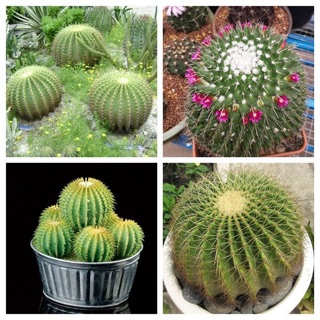Hạt giống Xương rồng Mix màu