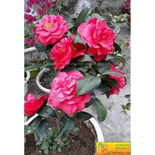 COMBO 5 cây giống hoa trà đỏ LỰU cổ, hàng cực hiếm, cây giống rễ trần