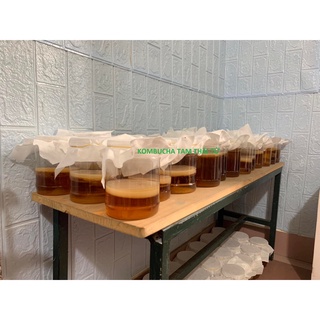 Trà Kombucha/ Scoby Hiệu Tam Thái Tử ( 100% nuôi thành công)