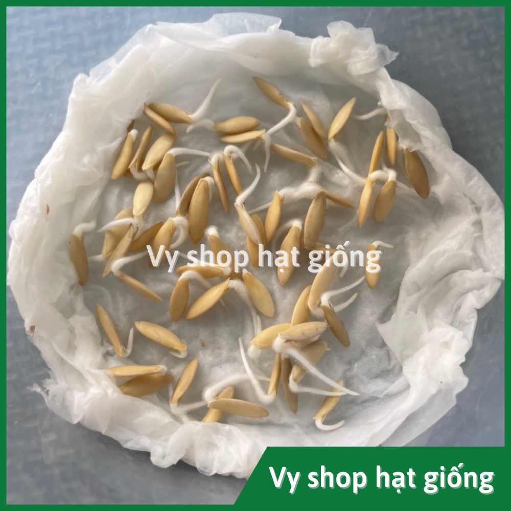 Hạt giống dưa chuột mèo  Thái Lan gói 200 hạt