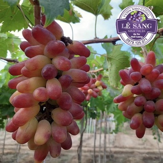 Cây Nho Ngón Tay. NH01-152 ( Có Video Hướng dẫn trồng cây ) Giống Nho Ninh Thuận.