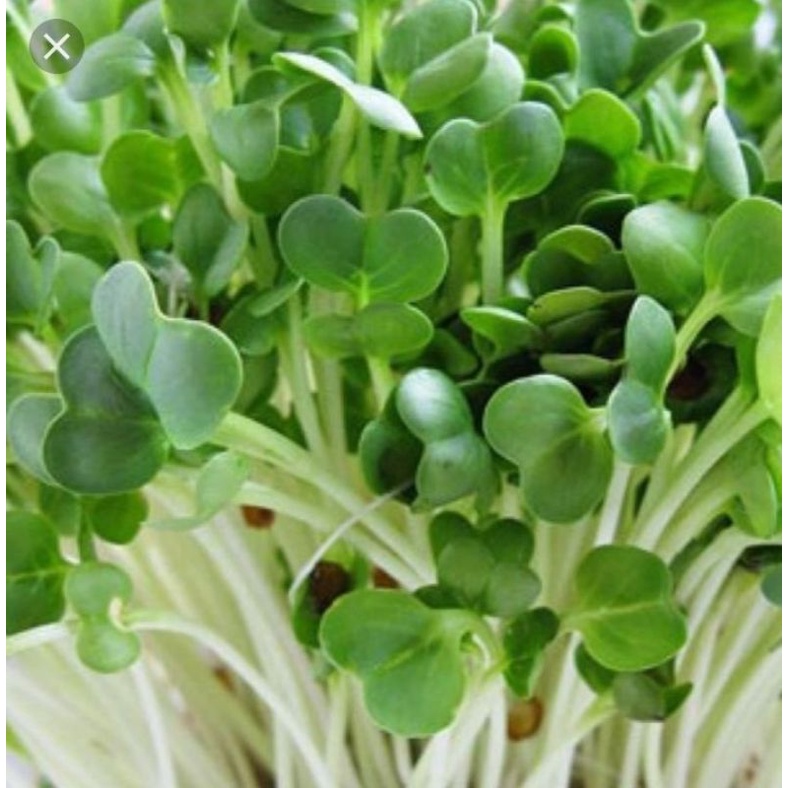 500g hạt rau mầm tân tây lan mầm củ cải trắng