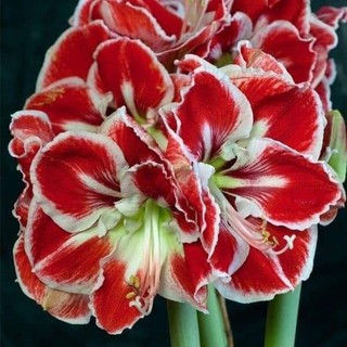 COMBO 5 CỦ LAN HUỆ KÉP