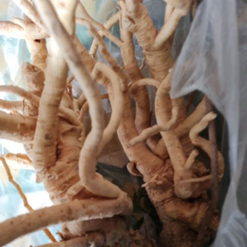 củ đinh lăng lá nhỏ (1,5kg đến 2,3kg)
