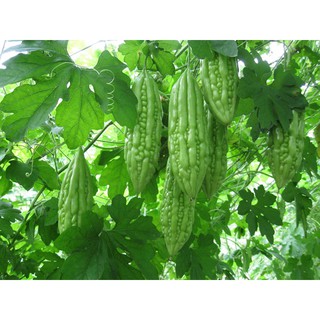 Hạt giống khổ qua (mướp đắng)