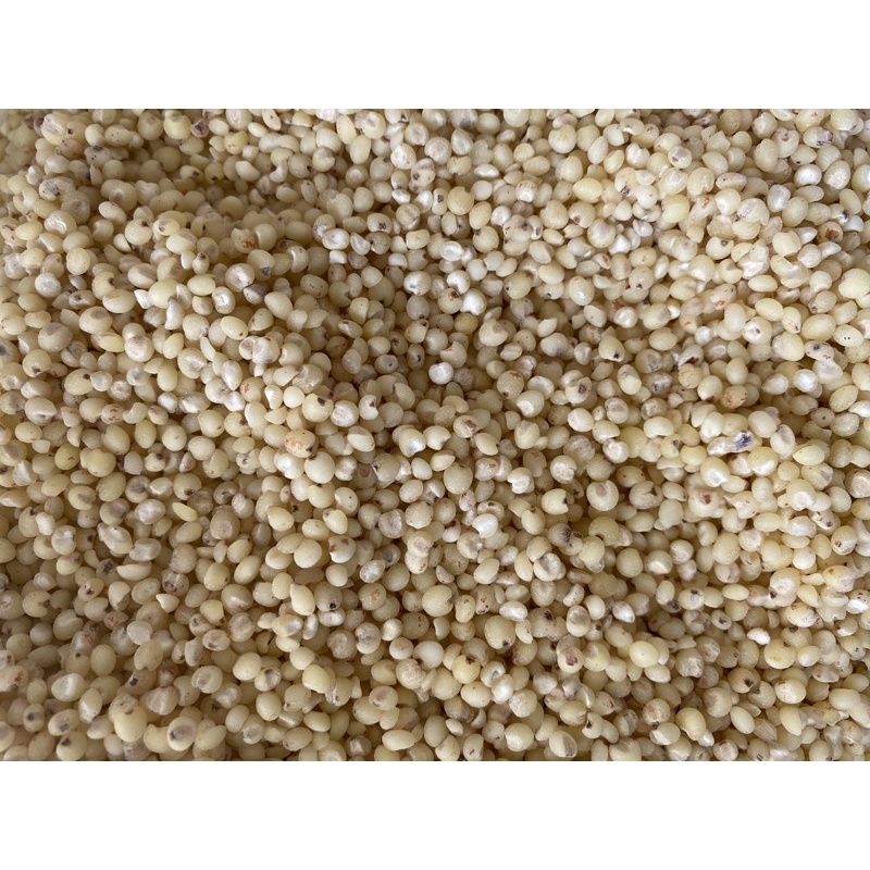 HẠT Ý DĨ (hạt bo bo) nguyên chất hạt nhỏ loại 1 [500g]