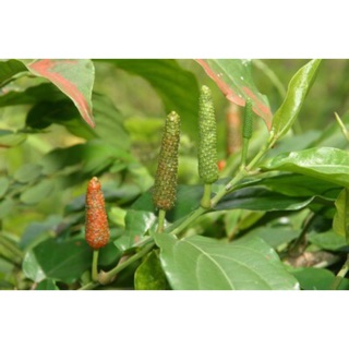 Cây tiêu lốt trái dùng làm gia vị hoặc thảo mộc-Cây hoa kiểng Đồng Tháp