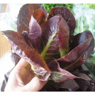 0.2Gr Hạt giống xà lách romaine đỏ
