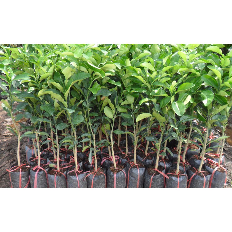 COMBO 3 CÂY GIỐNG BƯỞI NĂM ROI  - CAO 70CM- THU TRÁI SAU 1 NĂM
