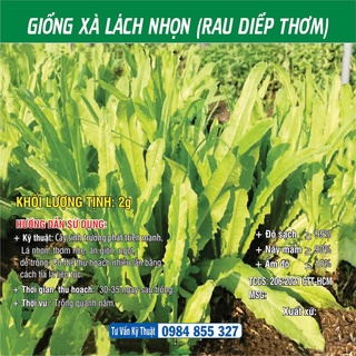 Hạt giống Xà Lách Nhọn (Rau Diếp Thơm)
