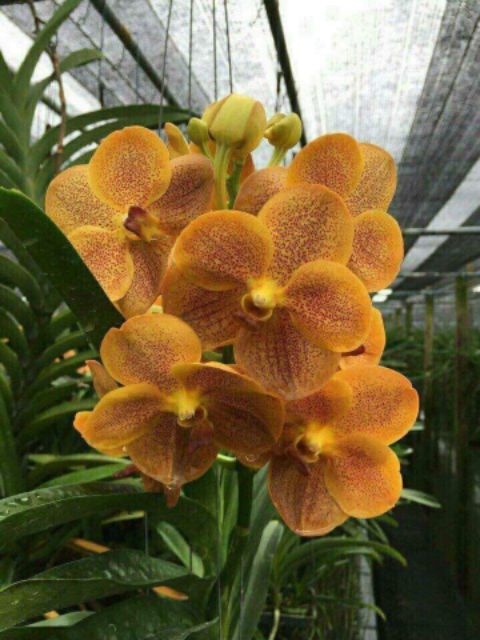 Lan vanda trưởng thành sắp hoa