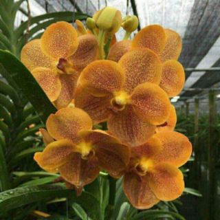 Lan vanda trưởng thành sắp hoa